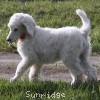 A photo of Sunridge Untouchably Elite, a white standard poodle