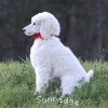 A photo of Sunridge Untouchably Elite, a white standard poodle