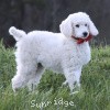 A photo of Sunridge Untouchably Elite, a white standard poodle