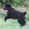 A photo of Sunridge Untouchably Exquisite, a blue standard poodle