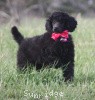 A photo of Sunridge Untouchably Exquisite, a blue standard poodle