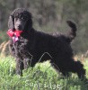 A photo of Sunridge Untouchably Exquisite, a blue standard poodle