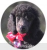 A photo of Sunridge Untouchably Exquisite, a blue standard poodle