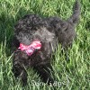 A photo of Sunridge Untouchably Exquisite, a blue standard poodle