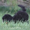 A photo of Sunridge Untouchably Exquisite, a blue standard poodle