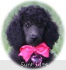 A photo of Sunridge Untouchably Exquisite, a blue standard poodle