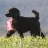 A photo of Sunridge Untouchably Exquisite, a blue standard poodle