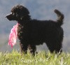 A photo of Sunridge Untouchably Exquisite, a blue standard poodle