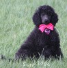 A photo of Sunridge Untouchably Exquisite, a blue standard poodle