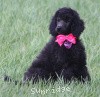 A photo of Sunridge Untouchably Exquisite, a blue standard poodle