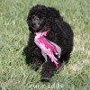 A photo of Sunridge Untouchably Exquisite, a blue standard poodle