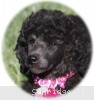 A photo of Sunridge Untouchably Exquisite, a blue standard poodle