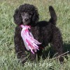 A photo of Sunridge Untouchably Exquisite, a blue standard poodle