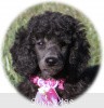 A photo of Sunridge Untouchably Exquisite, a blue standard poodle