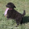 A photo of Sunridge Untouchably Exquisite, a blue standard poodle