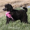 A photo of Sunridge Untouchably Exquisite, a blue standard poodle