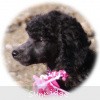 A photo of Sunridge Untouchably Exquisite, a blue standard poodle