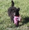 A photo of Sunridge Untouchably Exquisite, a blue standard poodle