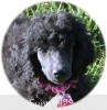 A photo of Sunridge Untouchably Exquisite, a blue standard poodle