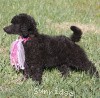 A photo of Sunridge Untouchably Exquisite, a blue standard poodle