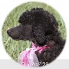 A photo of Sunridge Untouchably Exquisite, a blue standard poodle