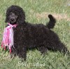 A photo of Sunridge Untouchably Exquisite, a blue standard poodle