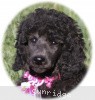 A photo of Sunridge Untouchably Exquisite, a blue standard poodle