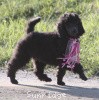 A photo of Sunridge Untouchably Exquisite, a blue standard poodle