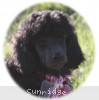 A photo of Sunridge Untouchably Exquisite, a blue standard poodle