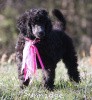 A photo of Sunridge Untouchably Exquisite, a blue standard poodle