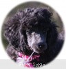 A photo of Sunridge Untouchably Exquisite, a blue standard poodle