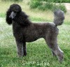 A photo of X. Firefly Of Sunridge, a blue standard poodle