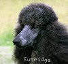 A photo of X. Firefly Of Sunridge, a blue standard poodle