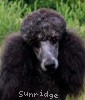 A photo of X. Firefly Of Sunridge, a blue standard poodle