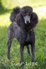 A photo of X. Firefly Of Sunridge, a blue standard poodle