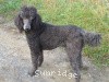 A photo of X. Firefly Of Sunridge, a blue standard poodle