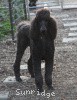 A photo of X. Firefly Of Sunridge, a blue standard poodle