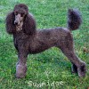 A picture of X. Firefly Of Sunridge, a blue standard poodle