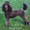 A photo of X. Firefly Of Sunridge, a blue standard poodle