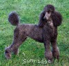 A photo of X. Firefly Of Sunridge, a blue standard poodle