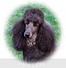 A photo of X. Firefly Of Sunridge, a blue standard poodle