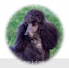 A photo of X. Firefly Of Sunridge, a blue standard poodle