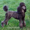 A photo of X. Firefly Of Sunridge, a blue standard poodle