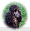 A photo of X. Firefly Of Sunridge, a blue standard poodle