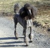 A photo of X. Firefly Of Sunridge, a blue standard poodle