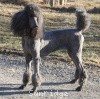 A photo of X. Firefly Of Sunridge, a blue standard poodle