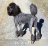 A photo of X. Firefly Of Sunridge, a blue standard poodle