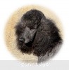 A photo of X. Firefly Of Sunridge, a blue standard poodle