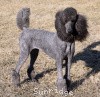 A photo of X. Firefly Of Sunridge, a blue standard poodle