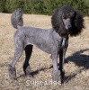 A photo of X. Firefly Of Sunridge, a blue standard poodle